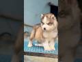 Husky puppies available in Kerala #shorts