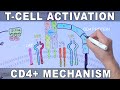 T Cell Activation | Mechanism