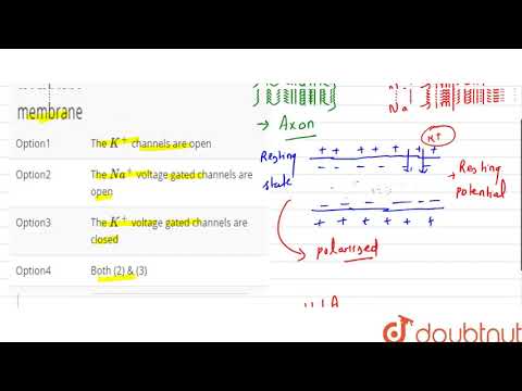 ভিডিও: অ্যাক্সোলেমা মেমব্রেন কী?