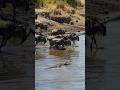 River Ambush - A crocodile's lightning strike sends wildebeest scattering! 😱😲🚨🐊🦬 #animals #wildlife