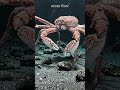 The Japanese Spider Crab Is the Biggest Crab That Has Ever Existed
