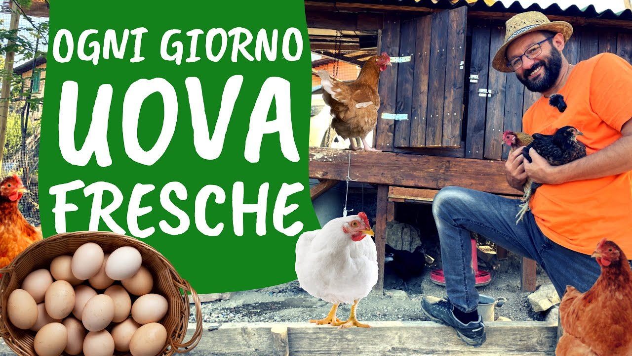 Allevare GALLINE: come iniziare il pollaio 🐔