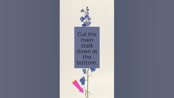 How to get Delphiniums to bloom again