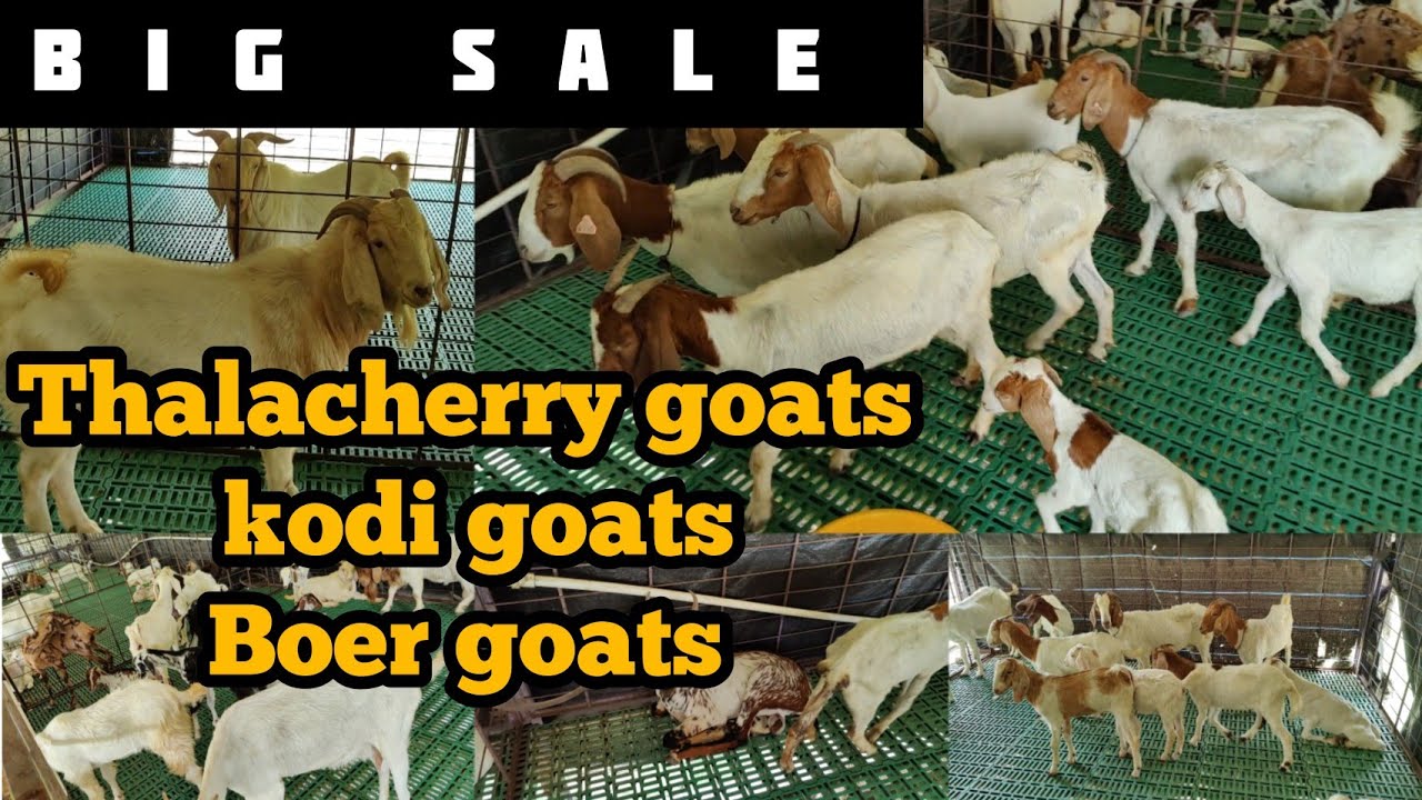 Thalacherry goats, kodi goats, Boer goats,  lot goats&sheeps for sale