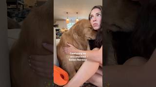 Emotional Den Retriever Needs A Hug