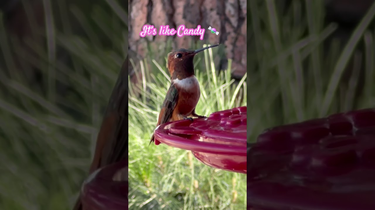 Discover a Sugary Paradise at Cotton Candy Wet Bar