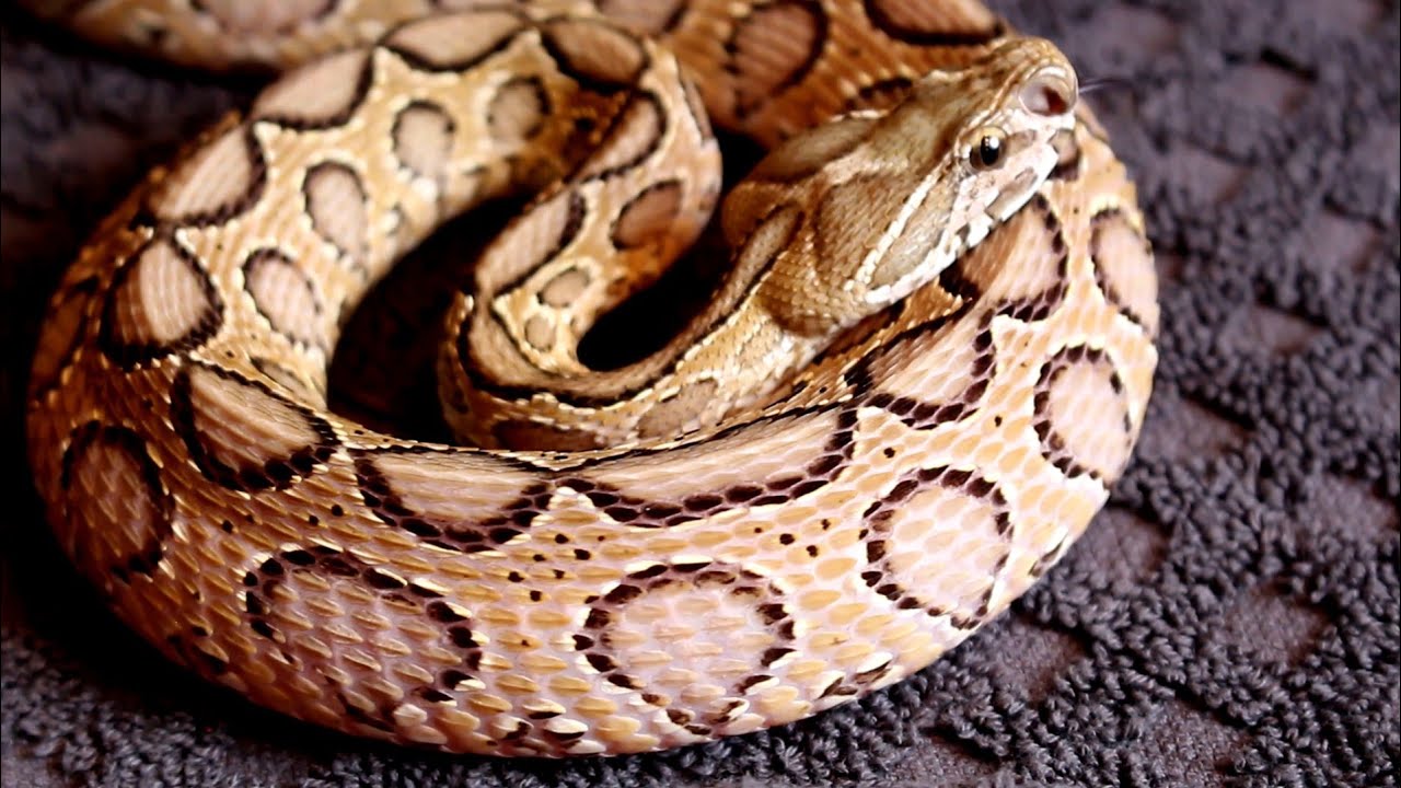 Lets Handle The Deadliest Snake From India YouTube