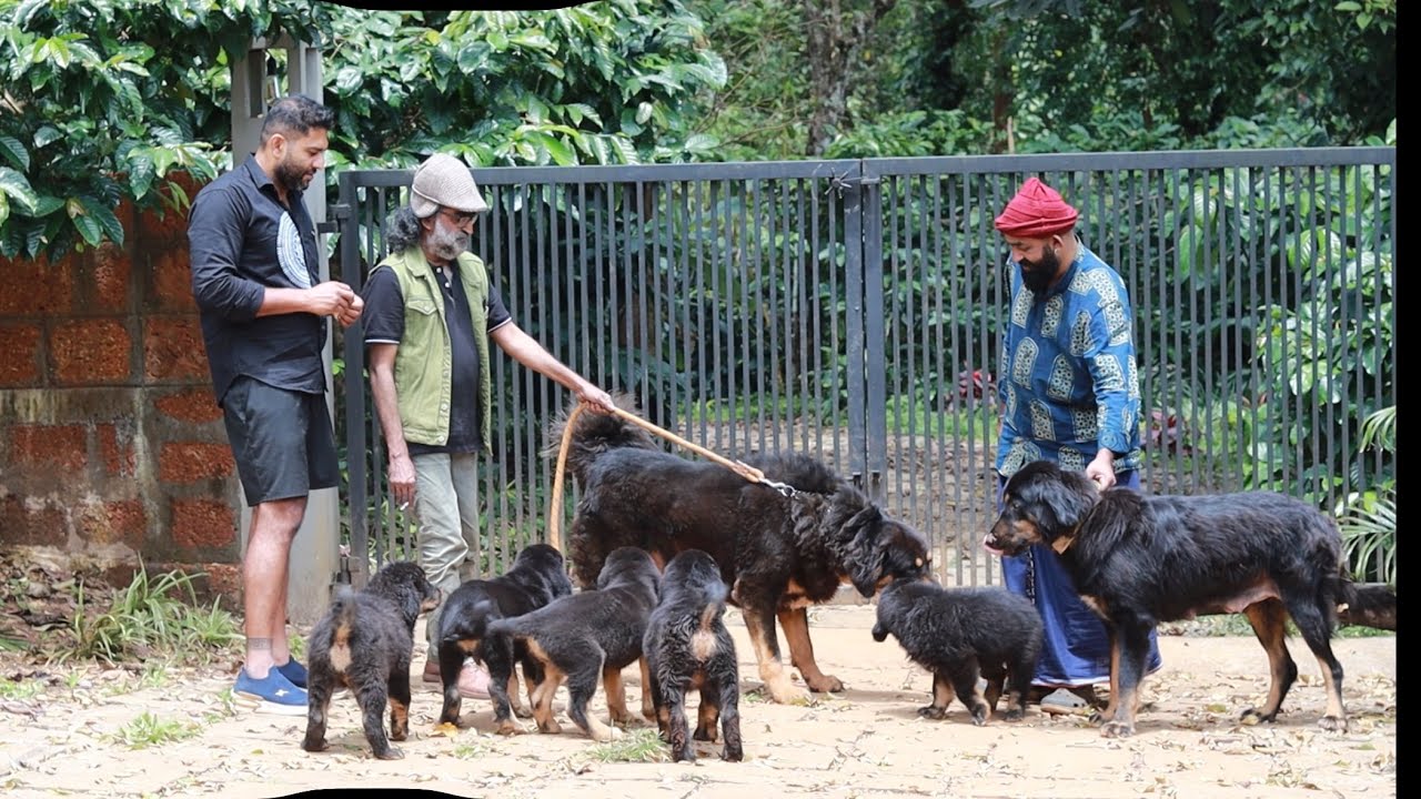 കാവൽ നിൽക്കുന്ന സിംഹ കുട്ടികൾ Himalayan Shepherd Gaddi kutta 