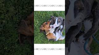 Bassett hound & American Bulldog puppy's.  3 m. old