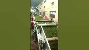 CTC tea manufacturing