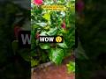 RajdhaniNursery || Habiscus || flowers #anime #phonkmusic #shorts