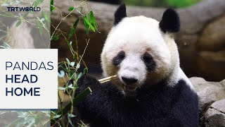 Japan bids farewell to giant pandas as pair depart for China - YouTube