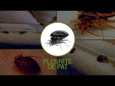 Dezinsectie Plosnite, produse impotriva plosnitelor