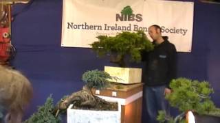 NIBS Peter Warren Workshop Part 3 Juniperus Chinensis 'Old Gold'