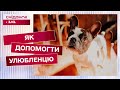 Як допомогти тварині подолати стрес під час ворожих атак – поради кінолога і ветеринара