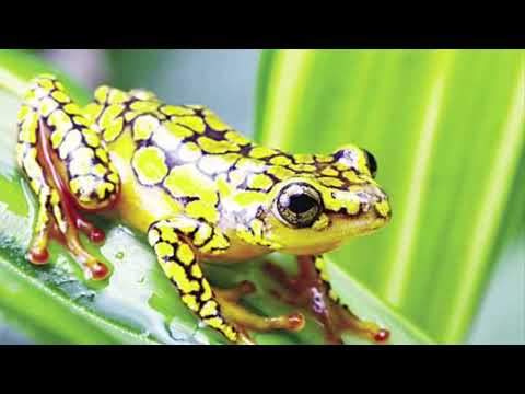 صوت الضفدع اصوات الضفادع 