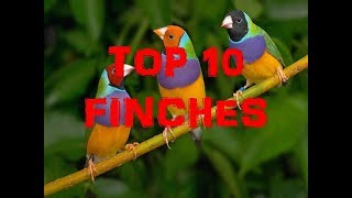 Download lagu TOP 10 FINCHES TOP 10 FINCHES