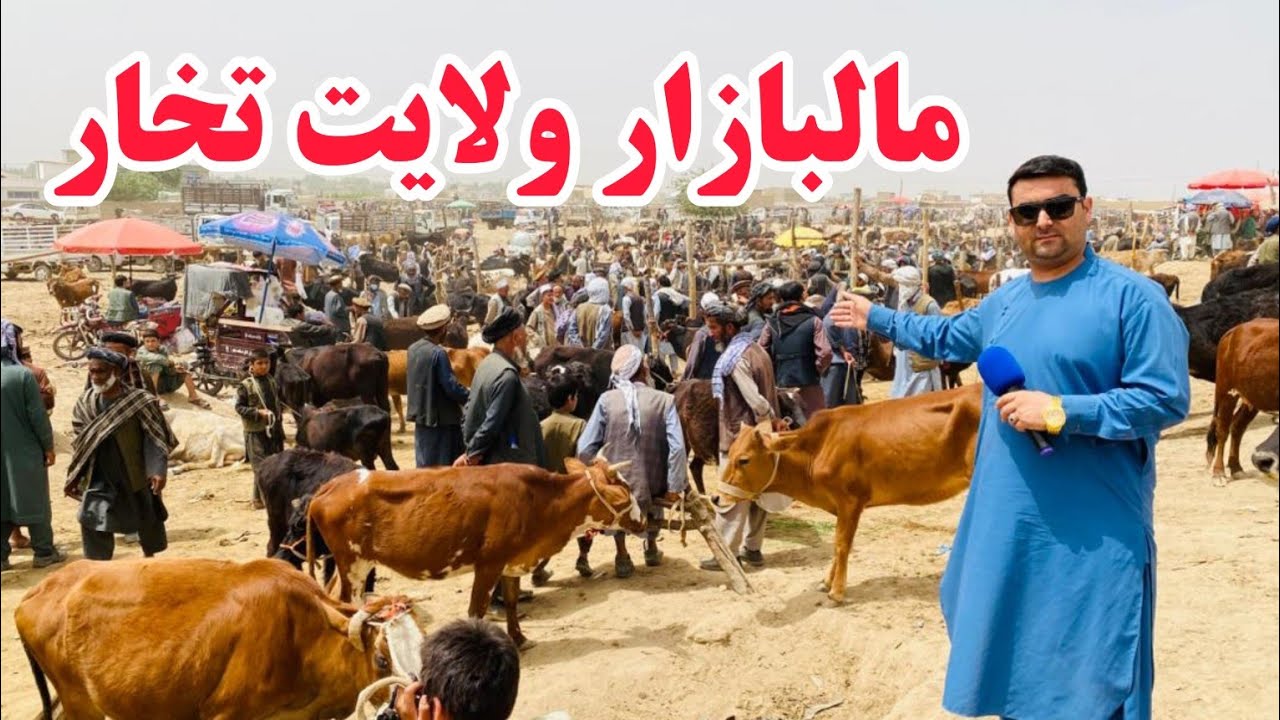 عید قربان و قیمت مواشی در ولایت تخار | قیمت گاو، گوساله، گوسفند وبز | تفاوت قیمت مواشی در کندز وتخار