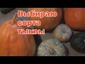 Выбираю ТЫКВЫ лучшие сорта. Самые сладкие и урожайные. Что я выращиваю в Подмосковье