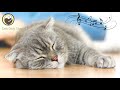 Calming Music that Gives Comfort to Cats - Deep Sleep Music (with cat purring sounds)