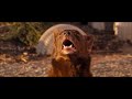 Red Dog Movie Scene  Red Dog Fights Red Cat and ends up getting shot
