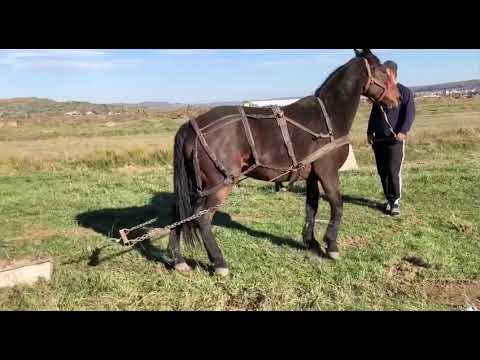 Video: Mai Multe Probe De 250 GB în Octombrie