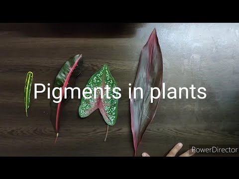 Video: Vad är växtalbinism – Lär dig om växter utan pigment