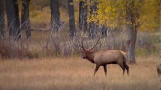 Elk bugles