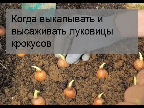 Видео: Типы луковиц крокусов - узнайте о разных цветущих весной и осенью крокусах