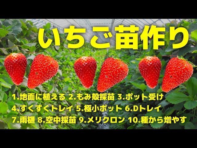 いちご苗の作り方 育苗採苗システム10種類をプロが解説 Youtube