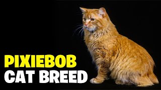 Manx Cat Breed 101Unraveling the Mysteries of These Tailless Felines