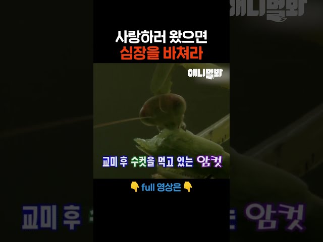 그게 바로 퀸의 마인드???? #애니멀봐 #shorts