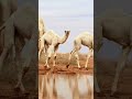 صاحب الفكر المرحوم رشيد الزلامي 