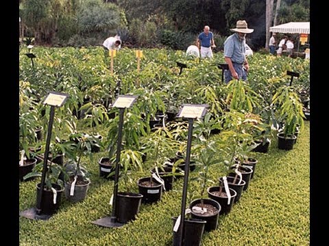 انشاء البستان