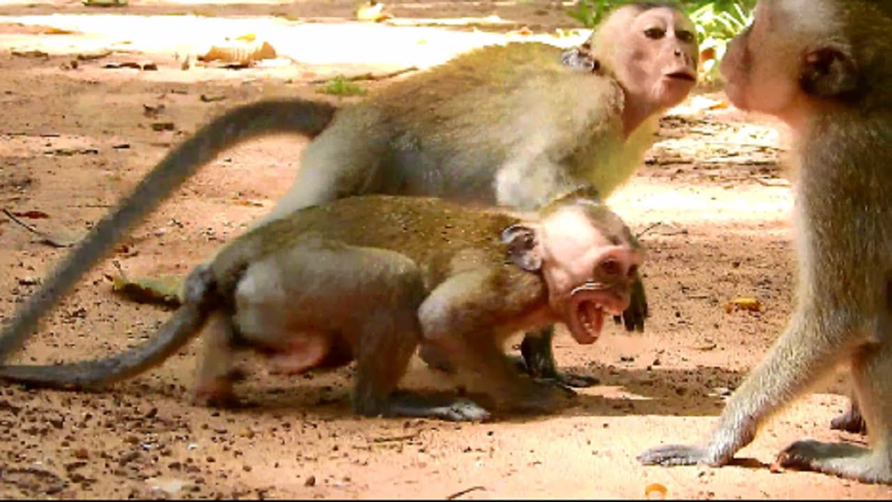 Horrify ! Little Monkey Screaming Loudly Until Around Convulsive,Baby Angry Until Attack Seriously