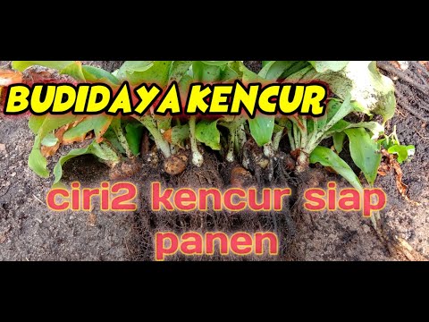 Berapa Lama Panen Kencur