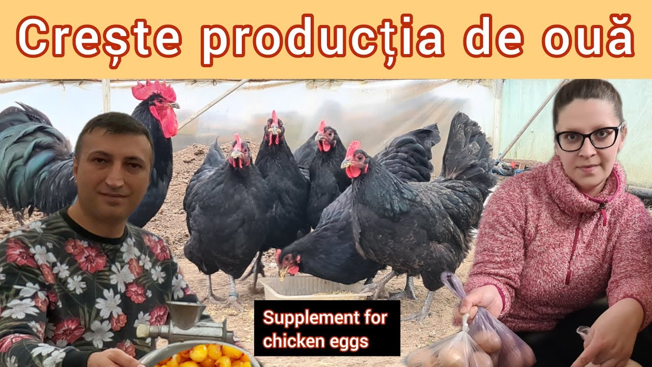 Cu acest supliment gainile vor oua odata la 2 zile