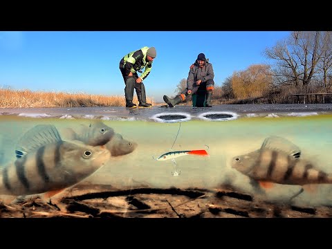 Видео: Рыбалка по ПЕРВОМУ ЛЬДУ 2023 на балансир! Подводная съемка поклёвок. Ловля ЩУКИ и ОКУНЯ со льда