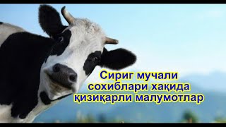 Сигир мучали сохиблари хақида қизиқарли малумотлар #OMAD​ #TV