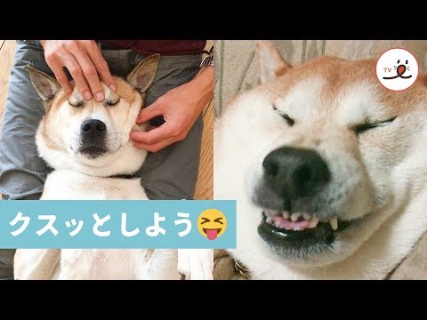 思わずニヤける😂 変なお顔のワンコたちが大集合🐕✨ 【PECO TV】