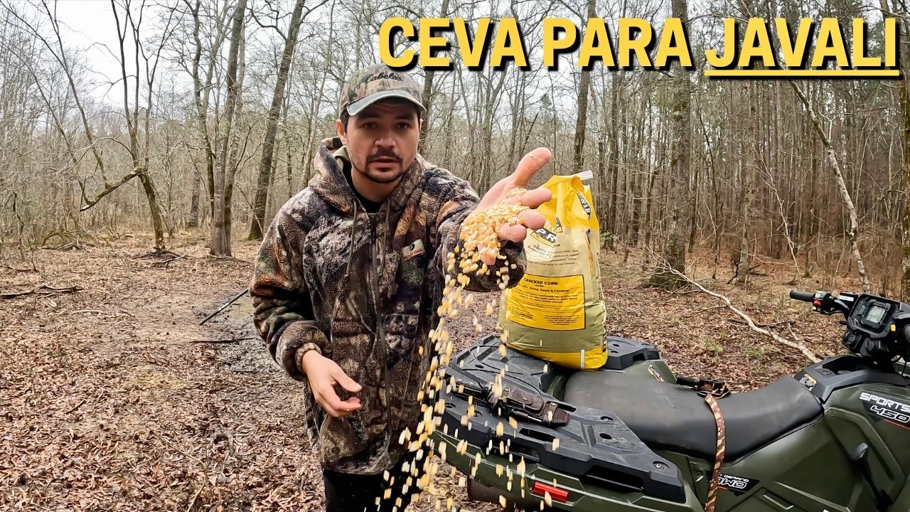 CEVANDO JAVALI COM MILHO