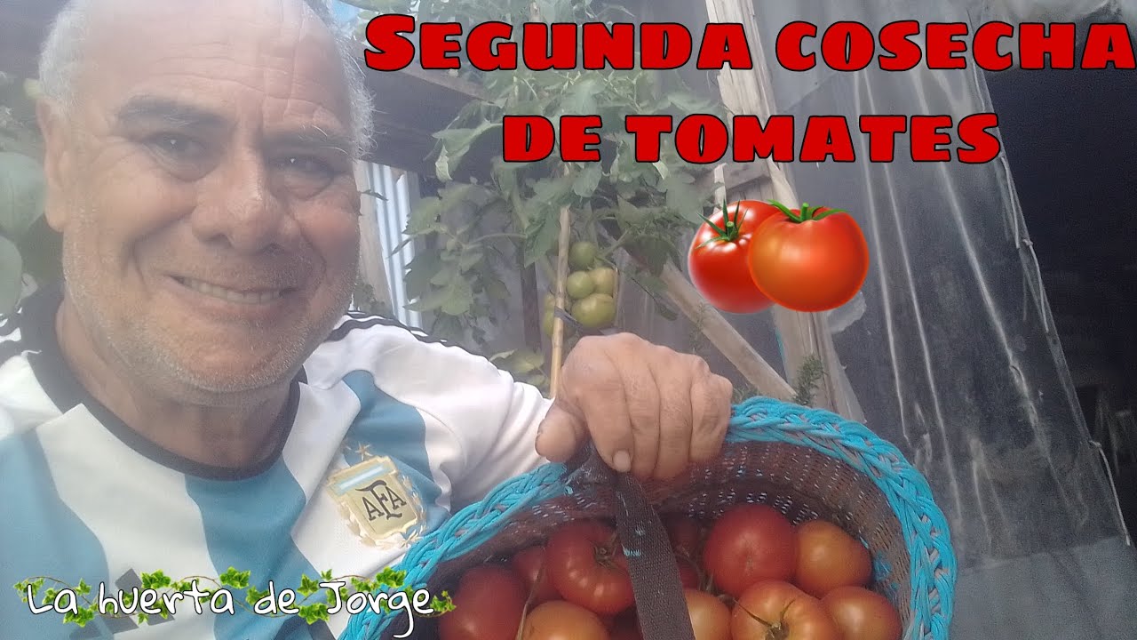 SEGUNDA COSECHA de TOMATES - La Huerta de Jorge - YouTube
