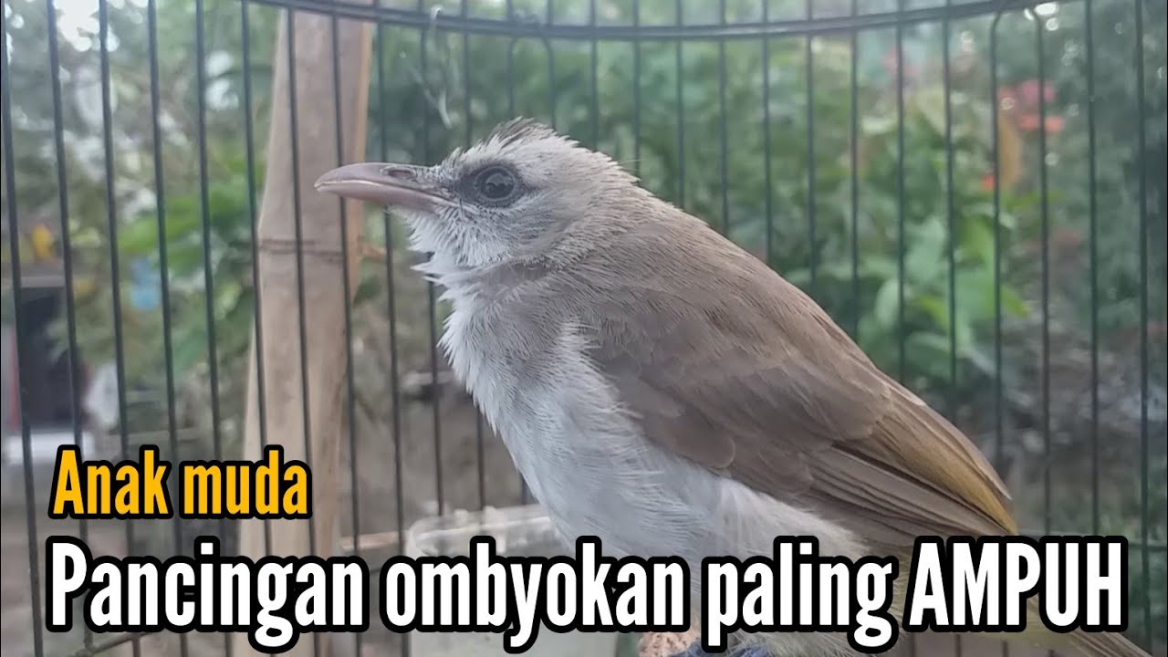 TRUCUK MUDA BELAJAR BUNYI paling AMPUH untuk pancingan trucuk ombyokan