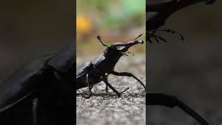 If I keep really still I'm invisible?