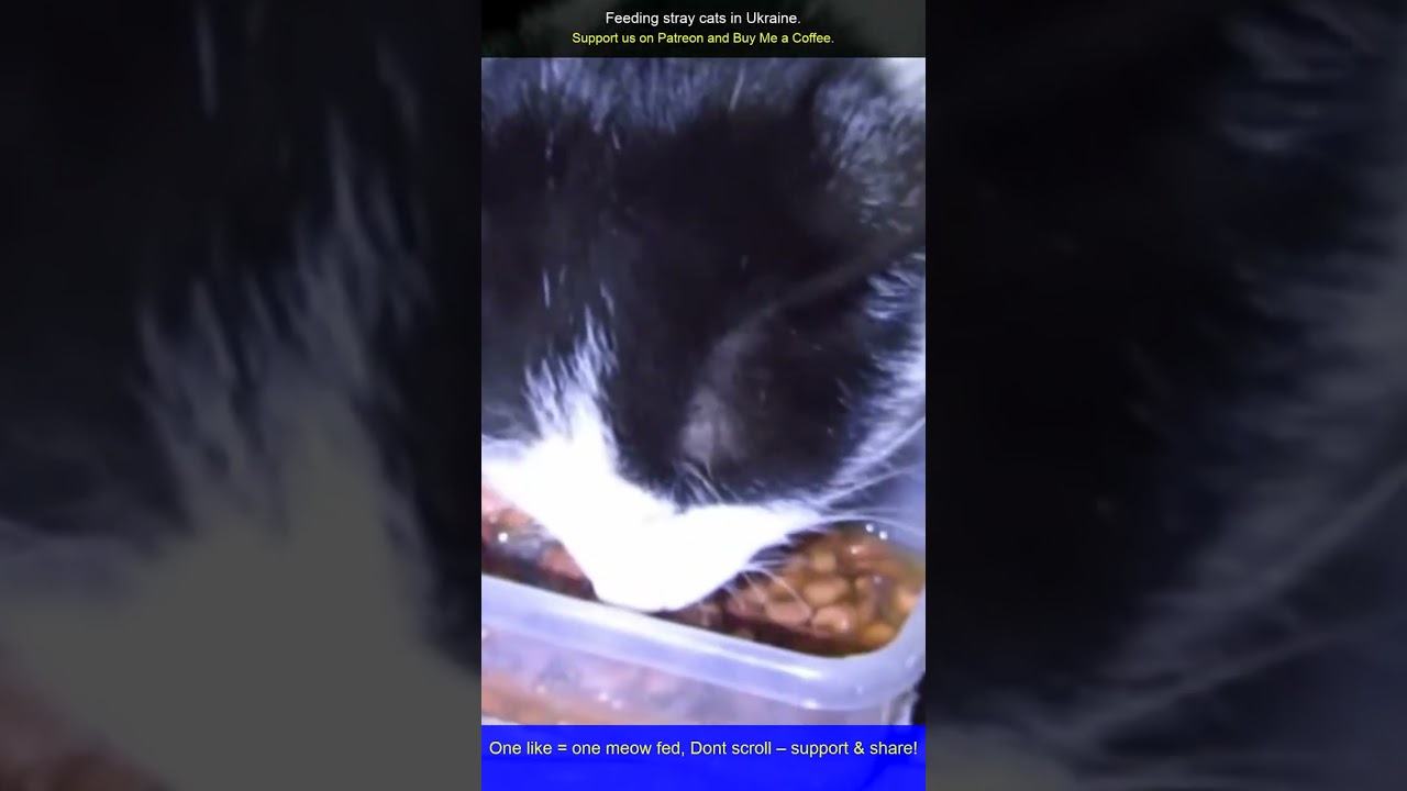 Giving Hope to Stray Cats in Ukraine