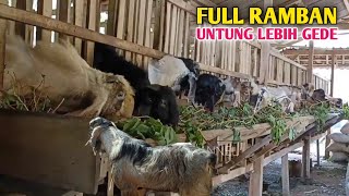 Ternak Kambing Jantan Sekali Panen Hasilnya Langsung Bisa Di Rasakan