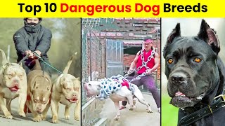 10 Most Dangerous Dog Breeds In The World!