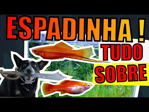 Vídeo: Qual a diferença entre um espadim e um peixe-espada?