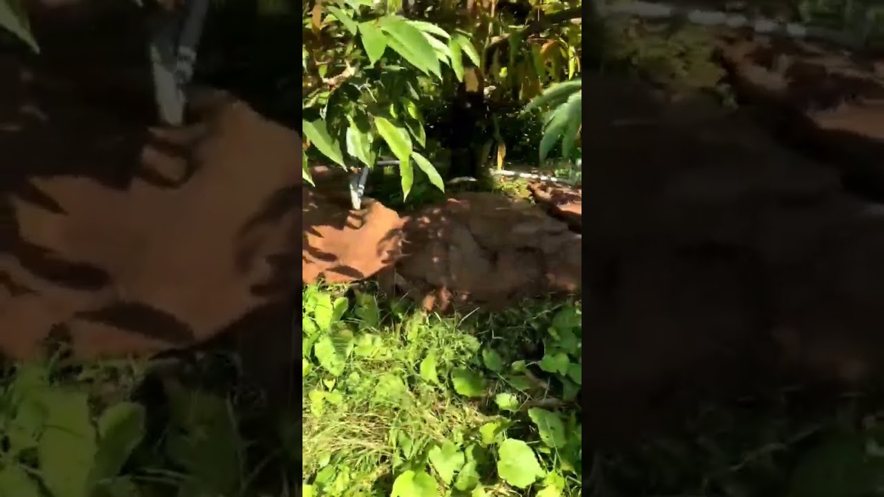 Bán bao bố, thảm bao bố phủ đất phủ gốc cây,bảo dưỡng bêtông☎️0916510925-0903864149 Zalo 