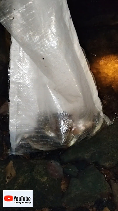 trip mencari ikan disungai kecil untuk lauk. #cariikan #cariikandisungai